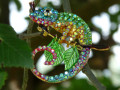 Brož - chameleon