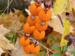 Pletená čepice - barvy podzimu