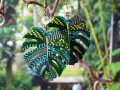 Náušnice - monstera