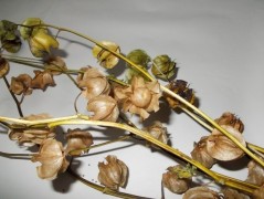 Jednoduchý vánoční