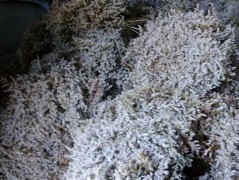 Jednoduchý vánoční