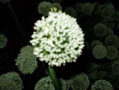 Jednoduchý vánoční