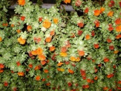 Jednoduchý vánoční