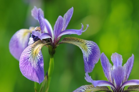 Neodolatelný květ fotografie květy květiny doplňky interiéru 