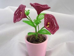 Korálková lilie - vínová