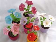 Korálková lilie - vínová