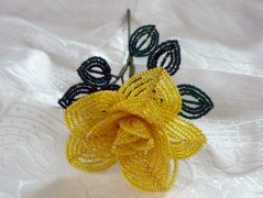 Korálková lilie - vínová