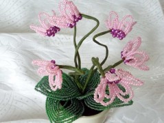 Korálková lilie - vínová