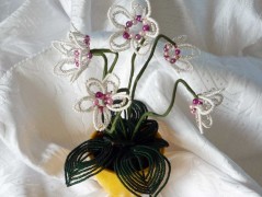 Korálková lilie - vínová