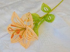 Korálková lilie - vínová