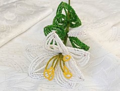 Korálková lilie - vínová