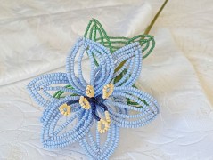 Korálková lilie - vínová