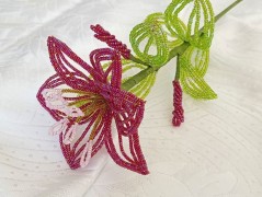 Korálková lilie - oranžová