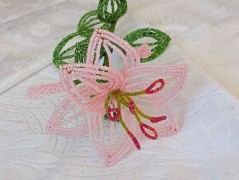 Korálková lilie - vínová