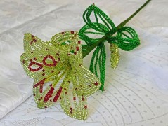 Korálková lilie - vínová