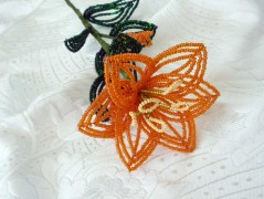 Korálková lilie - vínová