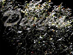 Srdce po vodě pouštím