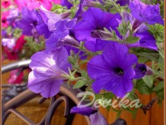 Srdce po vodě pouštím