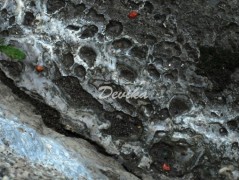 Srdce po vodě pouštím