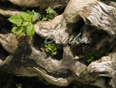 Srdce po vodě pouštím