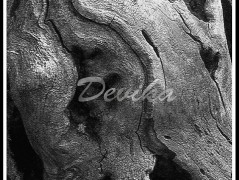 Srdce po vodě pouštím