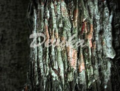 Srdce po vodě pouštím