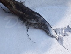 Srdce po vodě pouštím