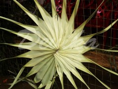 Srdce po vodě pouštím