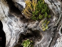 Srdce po vodě pouštím