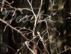 Srdce po vodě pouštím