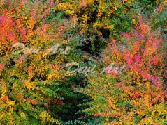 Srdce po vodě pouštím