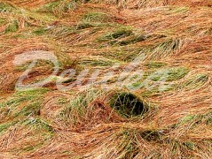 Srdce po vodě pouštím