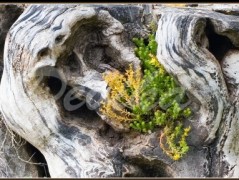 Srdce po vodě pouštím