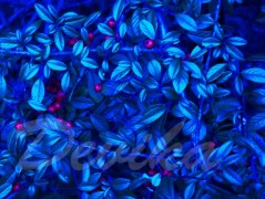 Srdce po vodě pouštím