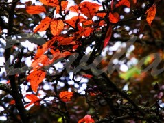 Srdce po vodě pouštím