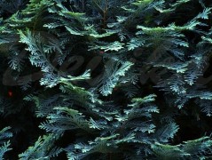 Srdce po vodě pouštím