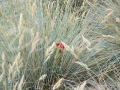 Srdce po vodě pouštím