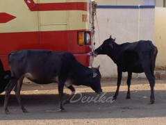 Srdce po vodě pouštím