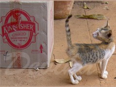 Srdce po vodě pouštím