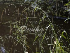 Srdce po vodě pouštím