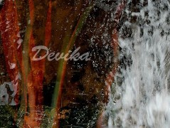 Srdce po vodě pouštím