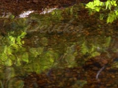 Srdce po vodě pouštím