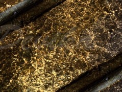 Srdce po vodě pouštím