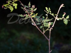 Srdce po vodě pouštím