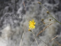 Srdce po vodě pouštím