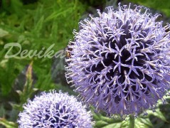 Srdce po vodě pouštím