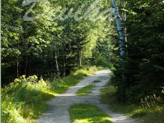 Srdce po vodě pouštím