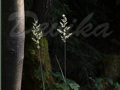 Srdce po vodě pouštím