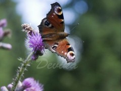 Srdce po vodě pouštím