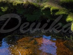 Srdce po vodě pouštím